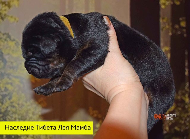 Щенки от пары Брайн х Ютера